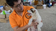 A World Animal Protection staff member helping a puppy during a natural disaster.