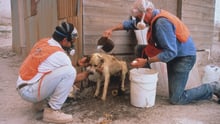 John Walsh with another WSPA employee helping a dog after a disaster.