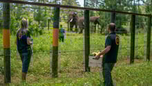 WAP staff with rescued elephant Mundi