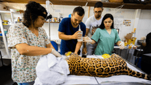 Veterinary staff assist in Xama rescue.