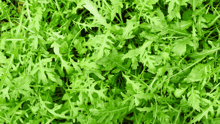 Arugula.