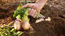 Someone harvesting beets from a garden outside.