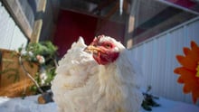 Aspen the chicken turns to look at the camera.