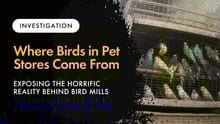 A photo of birds in a bird mill with text overlayed that says "Investigation: Where Birds in Pet Stores Come From - Exposing the Horrific Reality Behind Birds Sold in Stores"