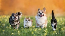 Companion animals running together in a field.