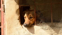 A homeless dog outside.