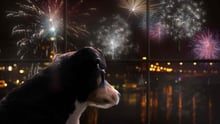 A dog looking out the window at a fireworks show.