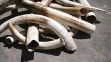 A pile of elephant tusks.