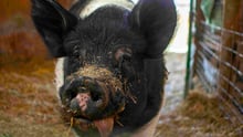 Felix the pig at Luvin Arms sanctuary.
