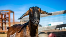 Gelato the goat at Luvin Arms sanctuary.