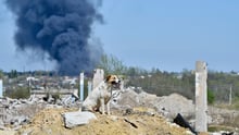 A dog sitting amongst rubble in a war-torn region.