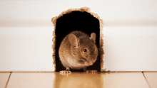 A mouse creeping through a hole in the wall.