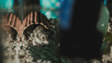 A hamster in a dark cage.
