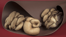 Vegan leather made of mushrooms.