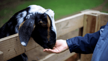 A child petting a goat at a petting zoo.