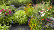 A backyard garden with several different varieties of colorful flowers.