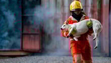 A firefighter rescuing a dog from a burning building.