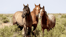 Three wild horses in the grass.
