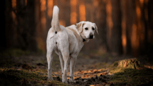 A yellow Labrador Retriever on a trail in the woods.