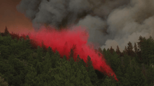 A wildfire blazing through a forest.