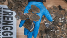 Confiscated pangolin scales.