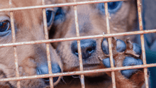 Two puppies in a cage.