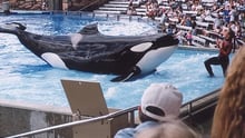 Katina the orca at SeaWorld before her death.
