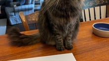 Liz Cabrera Holtz's cat.