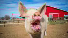 Lizzie the pig at Luvin Arms sancutary.
