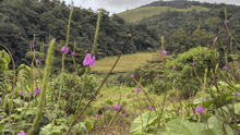 View of Tapir Valley with a tapir visible behind the flowers.