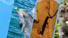 Photo collage of wild animals.