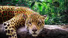 A jaguar resting on a tree log in the jungle, looking at the camera.