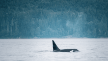 An orca swimming in the wild in the waters near Canada.