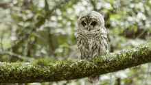A California spotted owl perched on a mossy branch in the forest.
