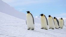 Penguins marching in a line in the Arctic.