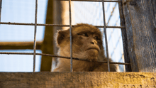 A small monkey in a cage, looking dejected.