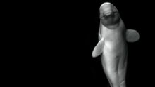 A beluga whale with a black background.