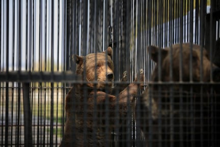Two bears kept in barren cages at the  Onesti Zoo in Romania.