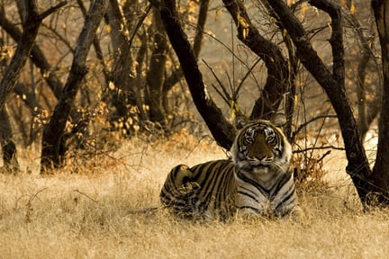 Caption: A wild tiger sitting on the dry grasses in a reserve in India. Credit: iStock. by Getty Images