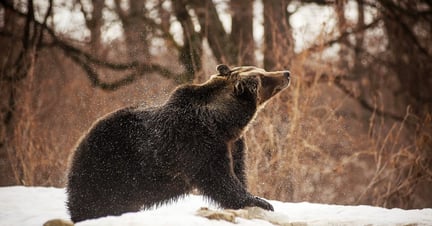 A bear in snow.