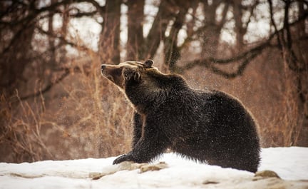 A bear shaking off snow at the World Animal Protection funded sanctuary, Zarnesti, Romania - February 2017. Credit Line: World Animal Protection