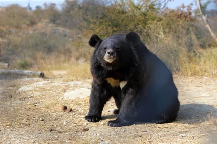 Pooh’s journey to recovery from horrific trauma