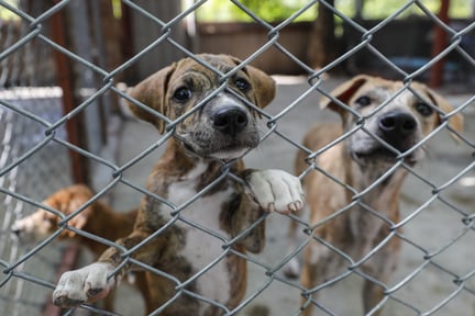 Cachorros atrás de uma grade. Um deles se apoiando com a pata e com o focinho entre os buracos. Outro um pouco mais distante, olhando para frente. E um terceiro ao fundo, olhando para outro lado.