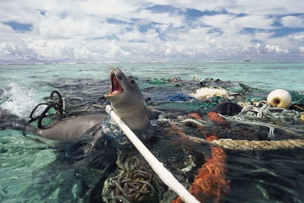 Seal caught in fishing gear. © Michael Pitts