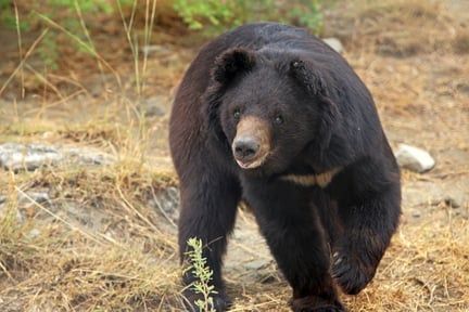 Survivors at home in special sanctuary for disabled bears