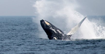 A humpback whale breaching off the coast of Massachusetts, US
