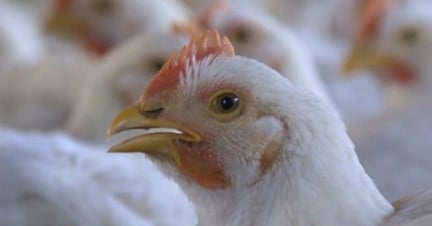 chicken