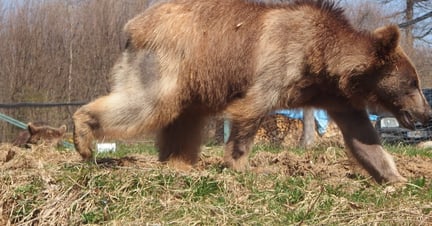 Bear from Gyumri Zoo at Romanian sanctuary