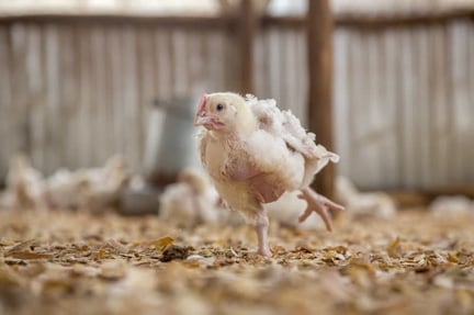 broiler chicken