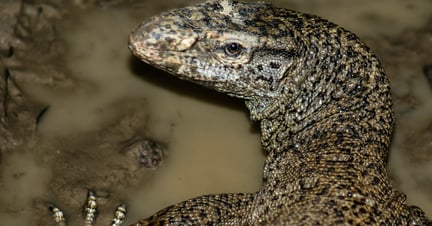 Bengal monitor